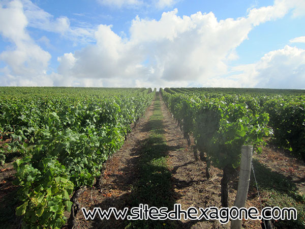 Photo 3 : Vignes de Montbazillac